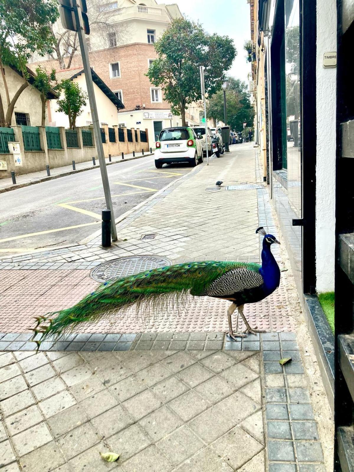 Apartamento Cerca Wizink Center Movistar Arena Y Plaza Toros Las Ventas En Barrio De Salamanca Madrid Bagian luar foto